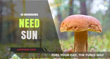 Mushroom Growth: Sunlight or Shade?
