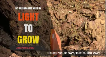 UV Light and Mushrooms: Essential for Growth or Optional?