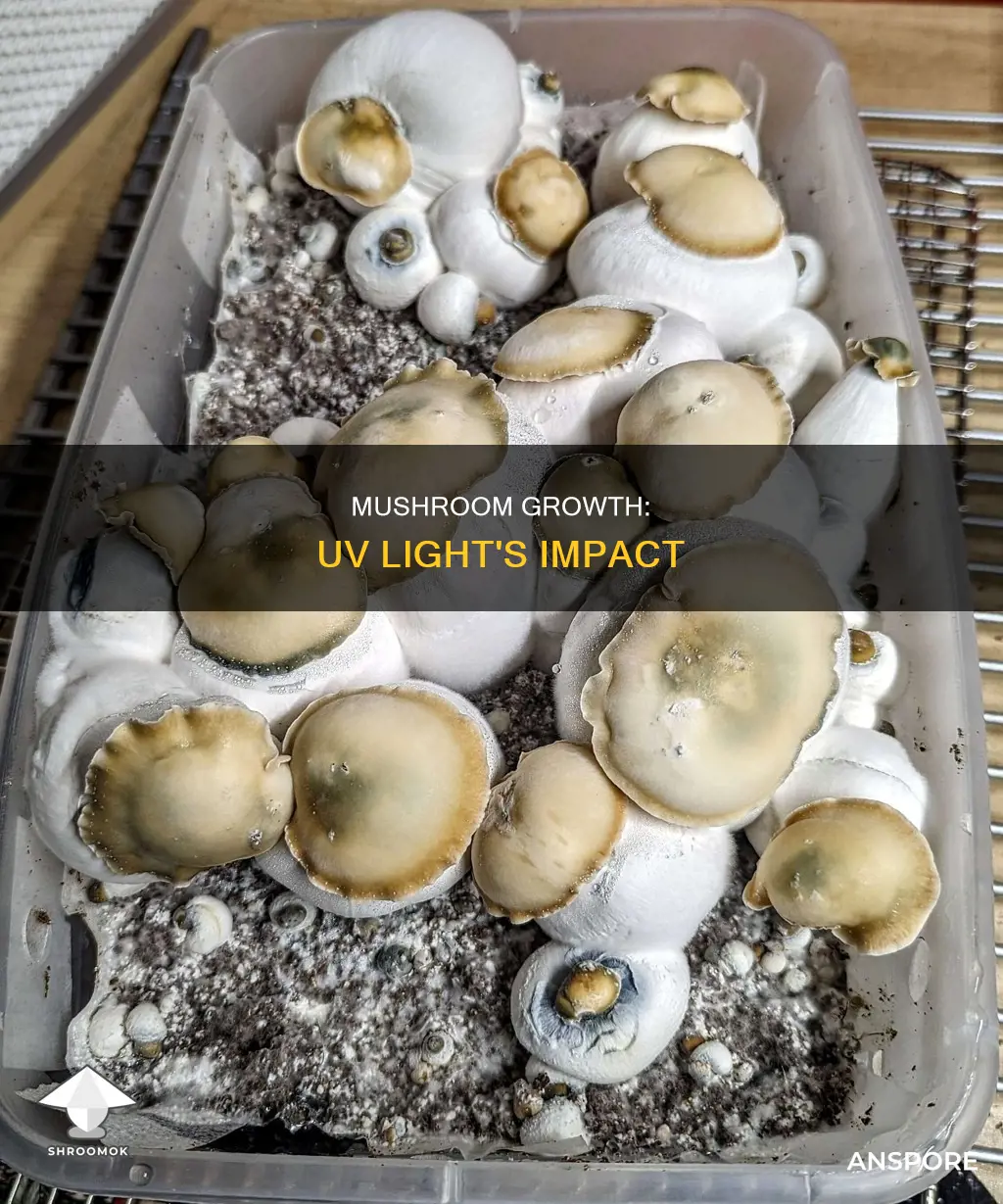 do mushrooms need uv light