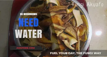 Mushrooms: Watering for Healthy Growth