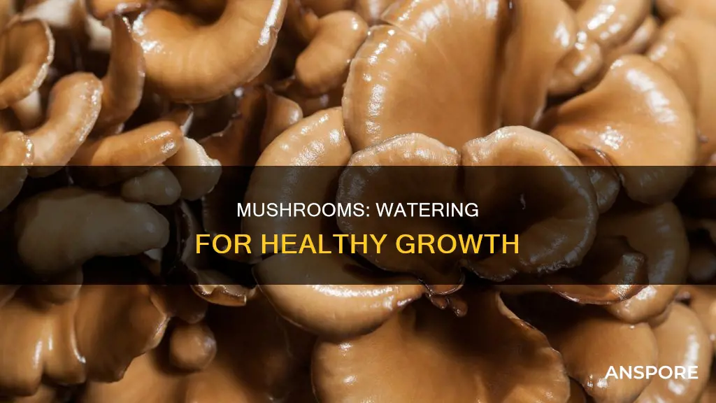 do mushrooms need water