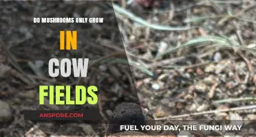 Mushrooms Beyond Cow Fields: Exploring Diverse Fungal Habitats and Myths