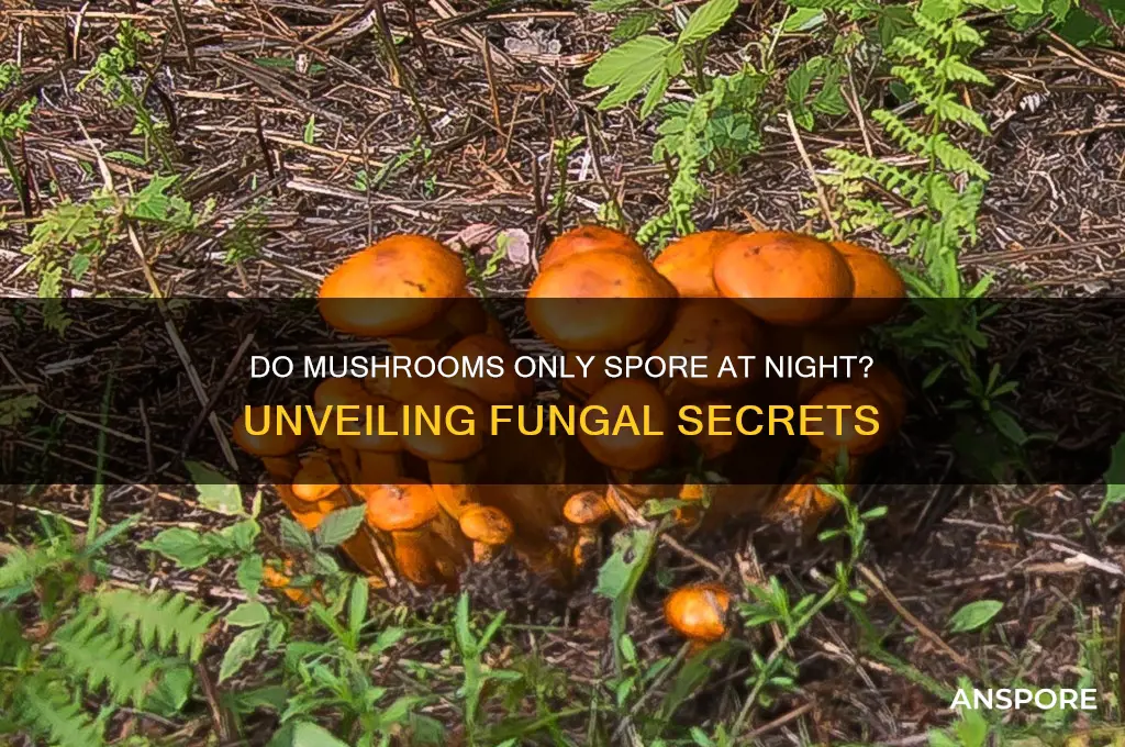 do mushrooms only spore at night