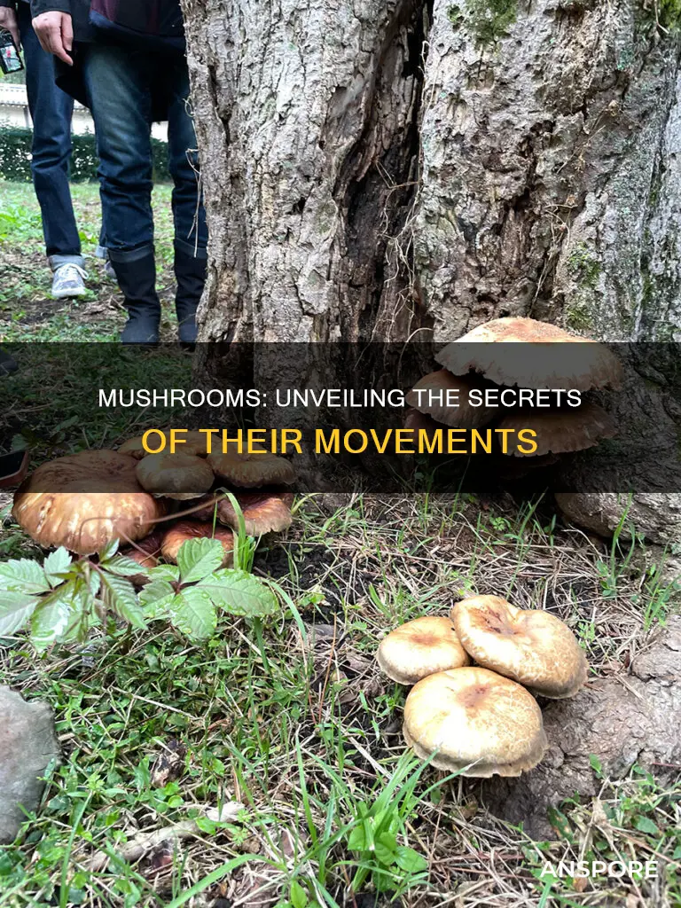 do mushrooms open and close