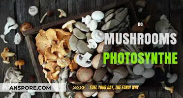 Mushrooms: Photosynthesis and Their Unique Energy Source