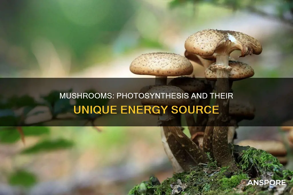 do mushrooms photosynthesize