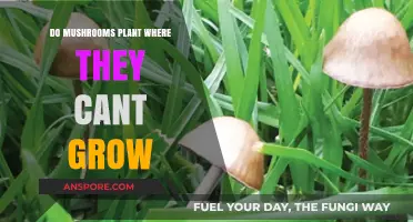 Can Mushrooms Thrive in Unsuitable Environments? Exploring Growth Limitations