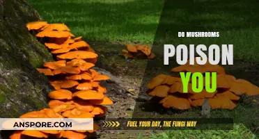 Mushrooms: Poisonous or Safe? Unveiling the Truth Behind Fungal Myths