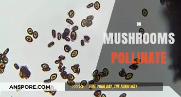 How Mushrooms 'Pollinate' and Reproduce