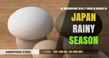 Mushrooms in Japanese Homes: Rainy Season Growth Explained