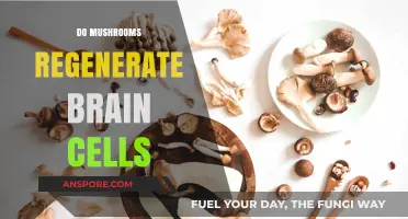 Mushrooms: Brain Cell Regeneration and Cognitive Function