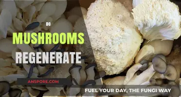 Can Mushrooms Regenerate? Exploring Nature's Intriguing Secrets