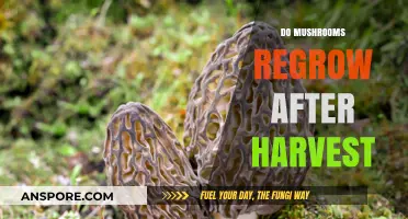 Harvesting Mushrooms: Can You Get a Second Flush?