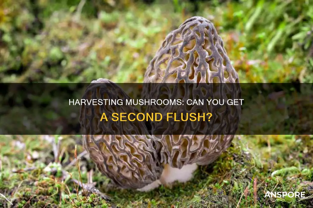 do mushrooms regrow after harvest