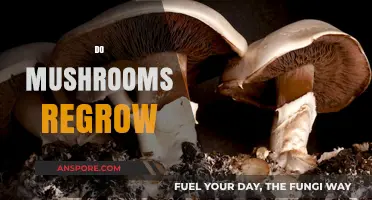 How Mushrooms Regrow: Nature's Recycling Superpower
