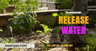 Mushrooms: Hydrating the World