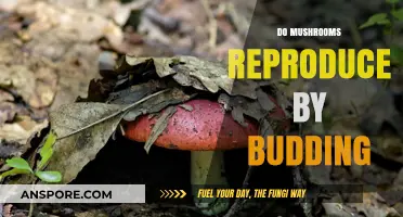 How Mushrooms Bud: A Reproductive Mystery