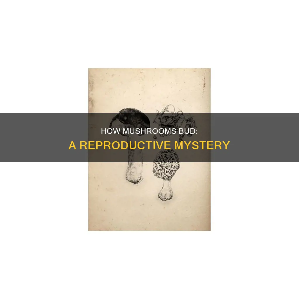 do mushrooms reproduce by budding
