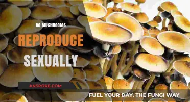 Mushrooms' Intriguing Sexual Reproduction