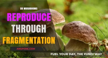 Mushroom Fragmentation: A Unique Reproductive Strategy