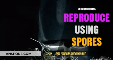 How Mushrooms Reproduce: The Role of Spores Explained