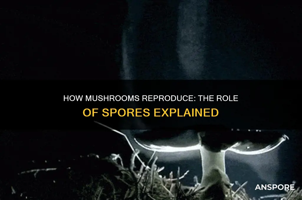 do mushrooms reproduce using spores