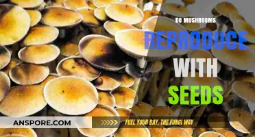 How Do Mushrooms Reproduce? Seeds or Something Else?