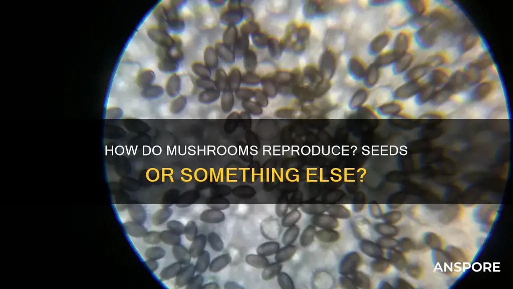 do mushrooms reproduce with seeds