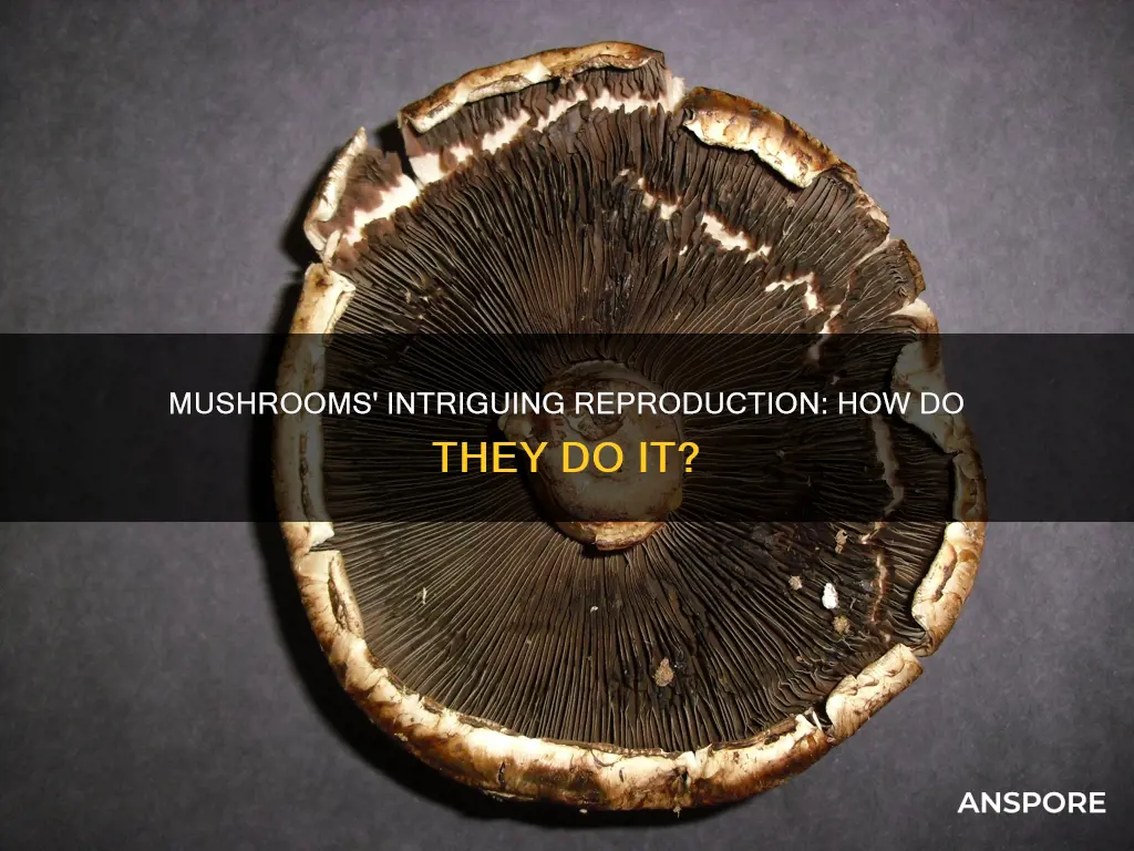 do mushrooms reproduce