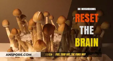 Mushroom Therapy: Brain Reset and Mental Health Benefits