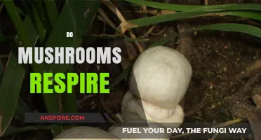 Mushrooms Breathe: How Does it Work?