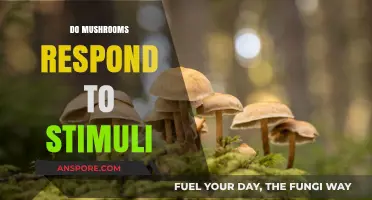 Mushrooms: Do They Feel Pain or Pleasure?