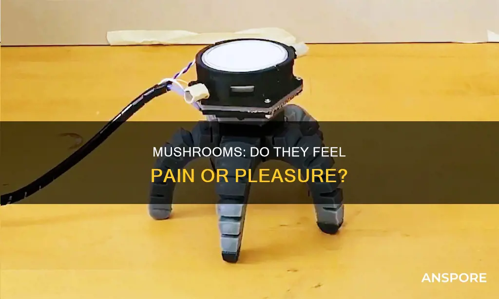 do mushrooms respond to stimuli
