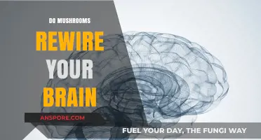 Mushrooms: Brain Rewiring and the Science Behind It
