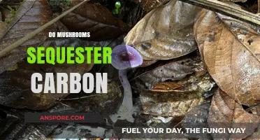 Mushrooms: Nature's Carbon Capture Solution?