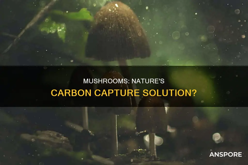 do mushrooms sequester carbon