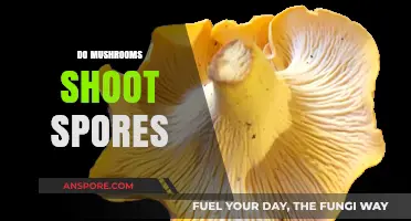 How Mushrooms Spread Spores: Nature's Magic