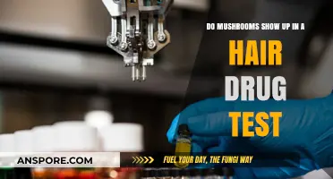 Do Mushrooms Appear in Hair Follicle Drug Tests? Facts Revealed