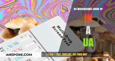 Do Mushrooms Appear in Urine Tests? Facts and Myths Explained