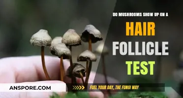 Do Mushrooms Appear in Hair Follicle Drug Tests? Facts Revealed