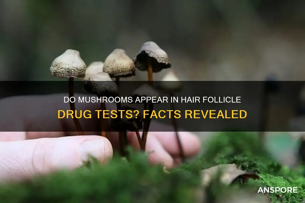 do mushrooms show up on a hair follicle test