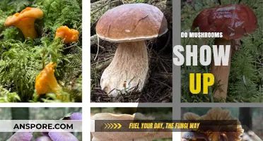 How to Detect Mushroom Usage