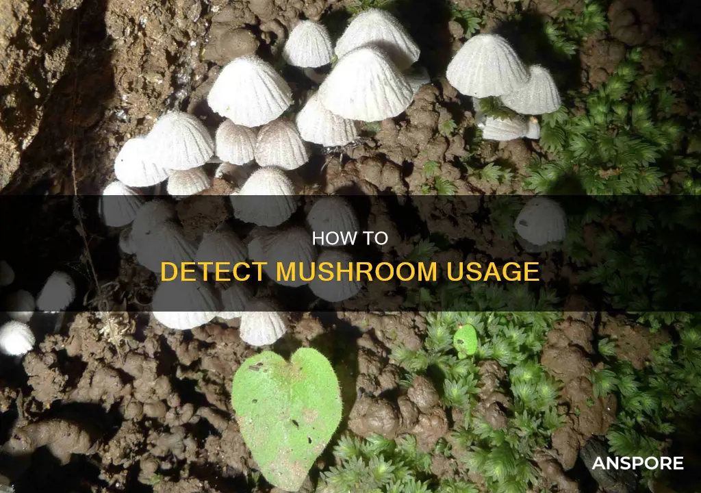 do mushrooms show up