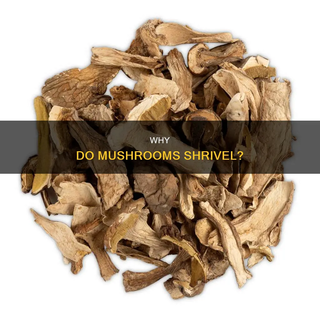 do mushrooms shrivel