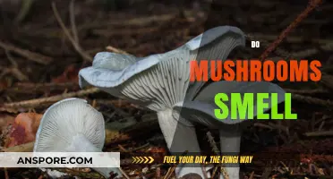 Mushroom Aroma: Do They Stink or Not?