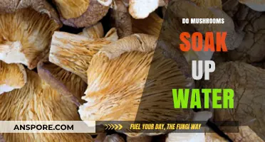 Mushrooms Absorb Water: How and Why?