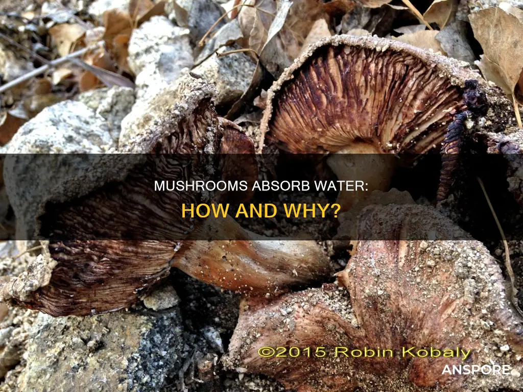 do mushrooms soak up water