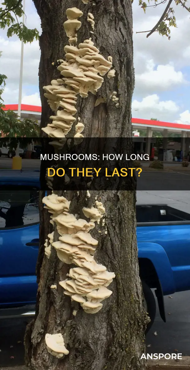 do mushrooms spoil