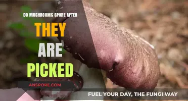 Do Picked Mushrooms Still Release Spores? A Fungal Mystery Explored