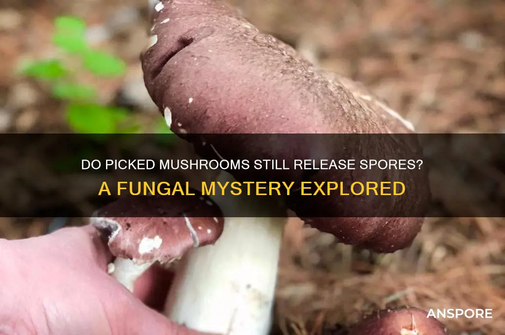 do mushrooms spore after they are picked
